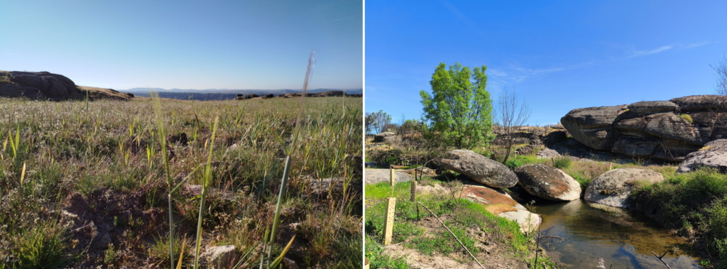 Left: Habitat restored after sowing ©Palombar; Right: Planting to reinforce riparian galleries ©VCF 