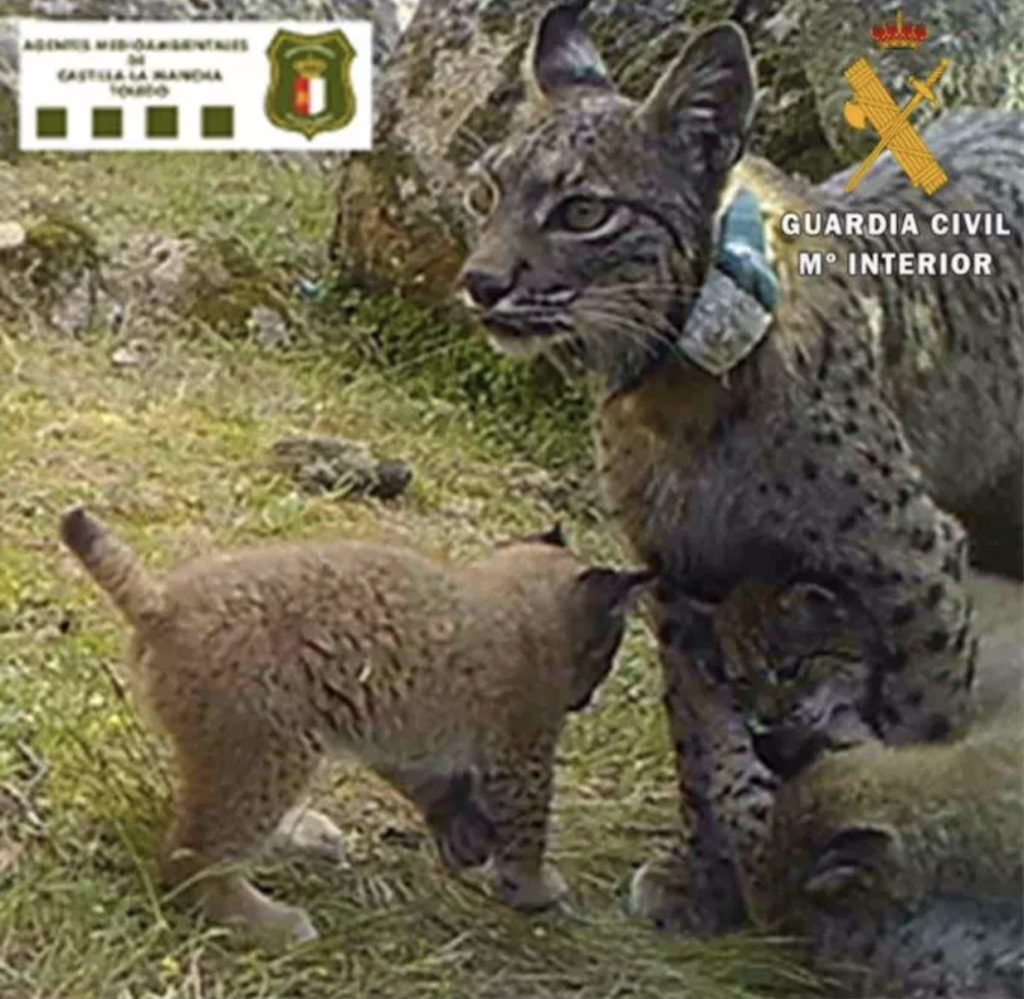 Nenufar and two of her cubs. © Guardia Civil