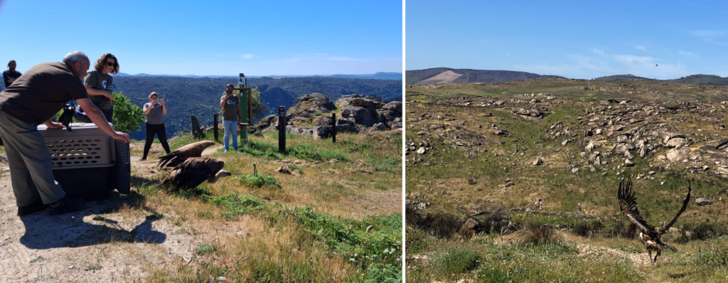 Release of a rehabilitated Griffon Vulture back into the wild ©ANPC, LPN 