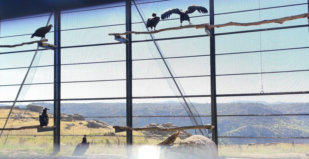 The five Cinereous Vultures currently undergoing acclimatisation in Douro Internacional. ©VCF 