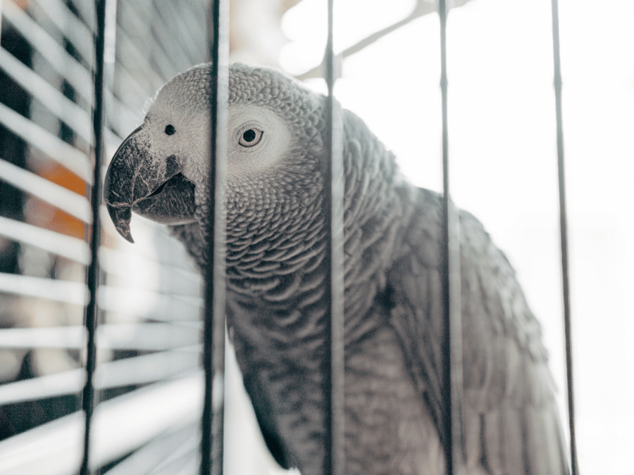 About 1.3 million African grey parrots were traded between 1975–2015, making them one of CITES’ most-traded birds (≈11% of reported parrots).