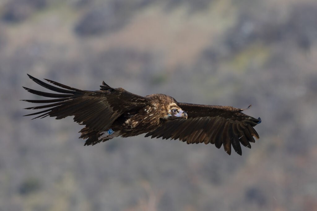 a cinereous vulture flying