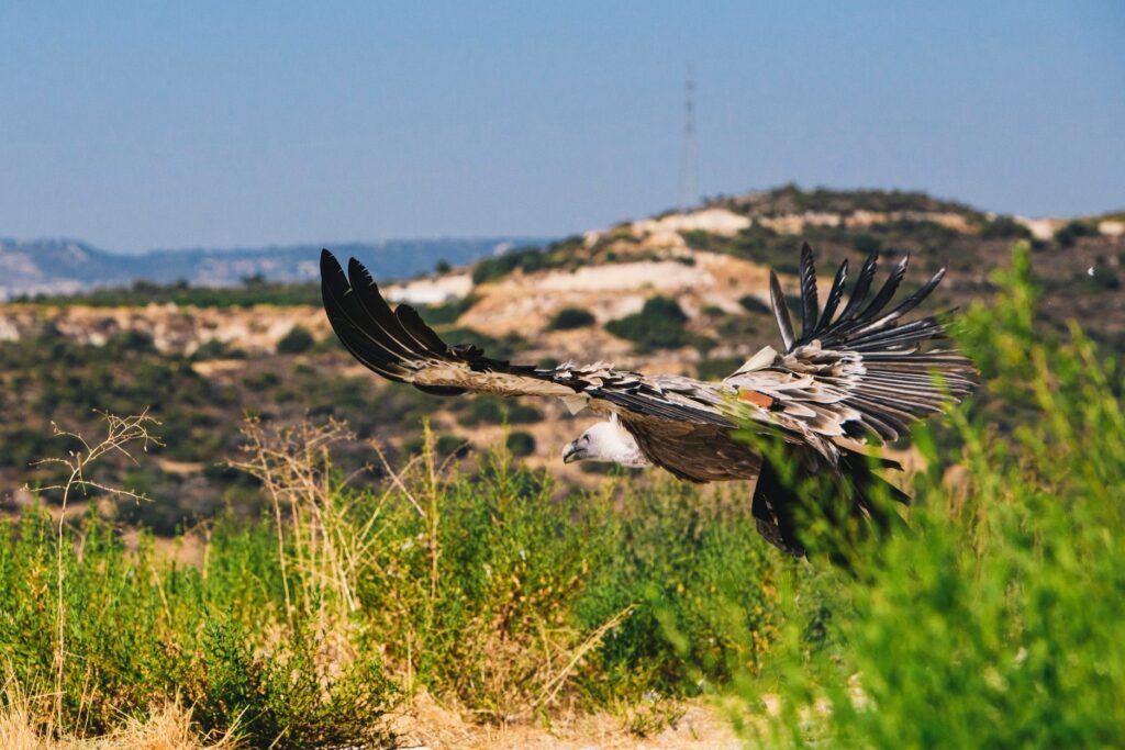 Griffon Vulture released in Cyprus © Silvio A. Rusmigo