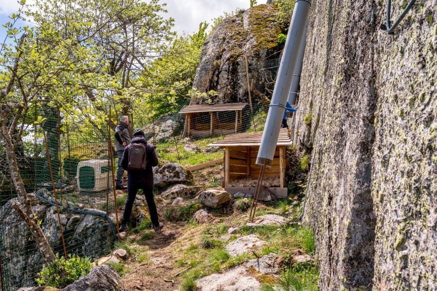 Until they fledge, the birds will be fed through feeding chutes in order to avoid any human contact © Olivier Prohin - PNC