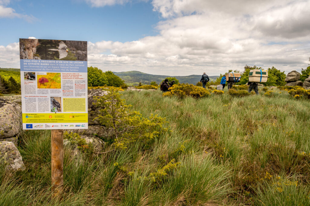 The team transferring the birds to the release site © Olivier Prohin - PNC