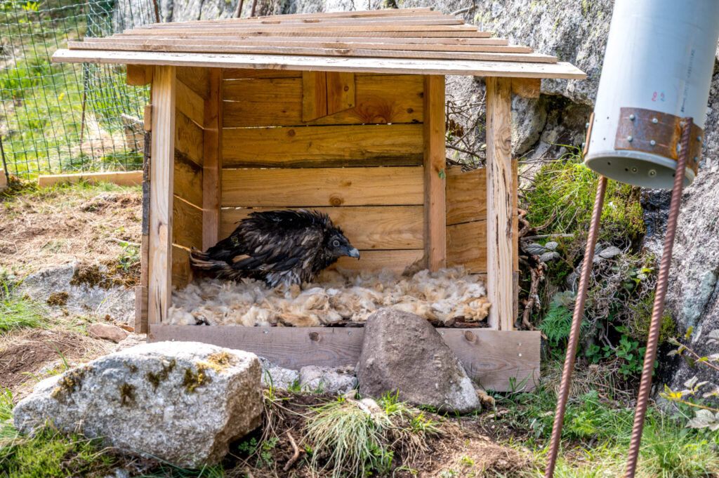 The male Valat was placed in one of the nests located on the hacking site © Olivier Prohin - PNC