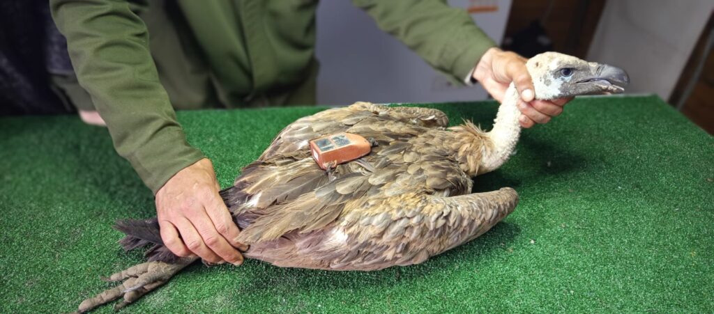 White-Backed vulture hold on a table and fitted with a GPS