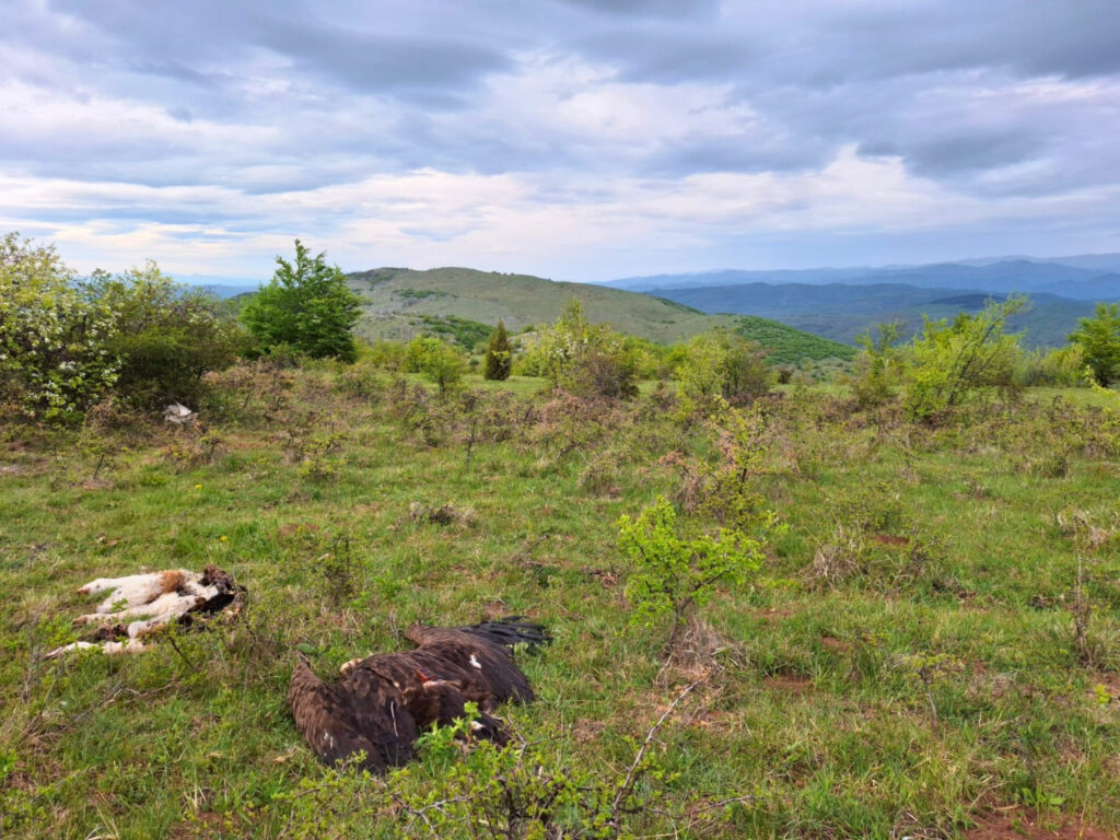a dead cinereous vulture and the remains of a calf carcass on the ground