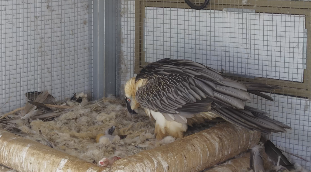 Ainat approaching the chick during the adoption © VCF