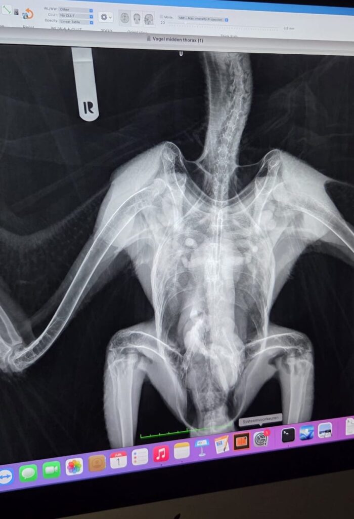 X-ray of Bearded Vulture Pater © Hans Pohlmann/ VCF