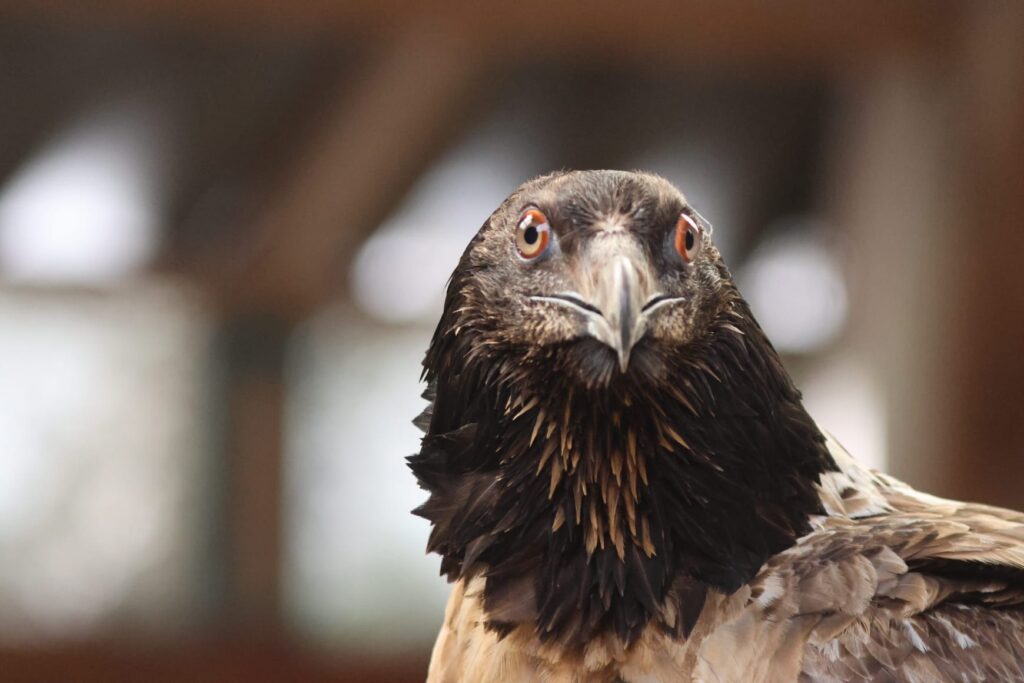 Bearded Vulture Pater © Hans Pohlmann/ VCF