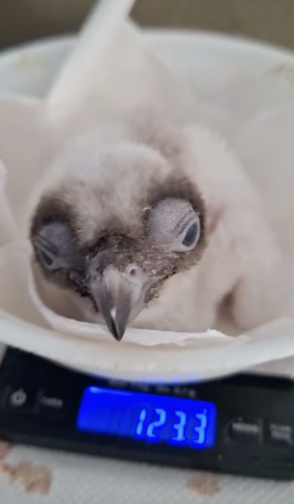 Weighing Bearded Vulture chick BG1323 © VCF