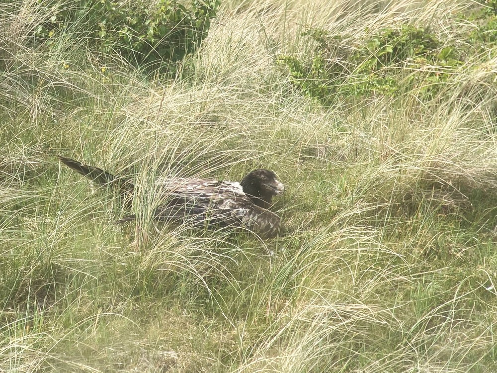 Bearded Vulture in Ameland on 30 May © Robert Pater
