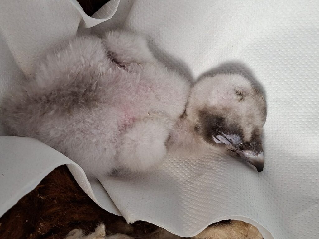 Bearded Vulture chick BG1323 © VCF