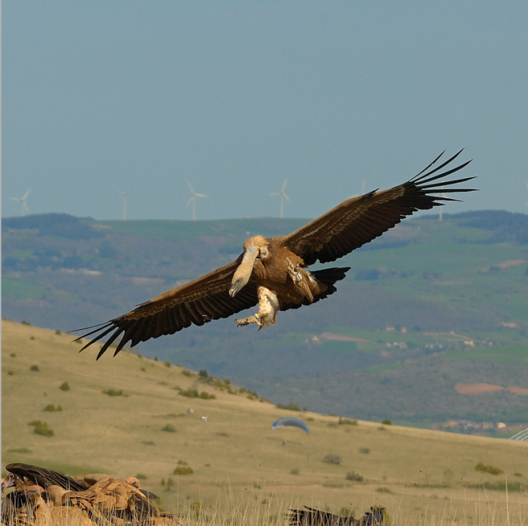 Do vultures choose what they eat A study reveals how vulture culture Biology Diagrams