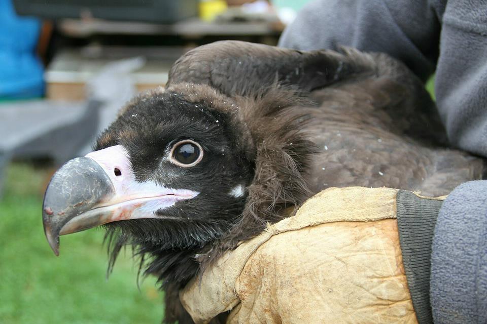 Young cinereous vulture tagged and released back into the wild in the French pre-Pyrenees