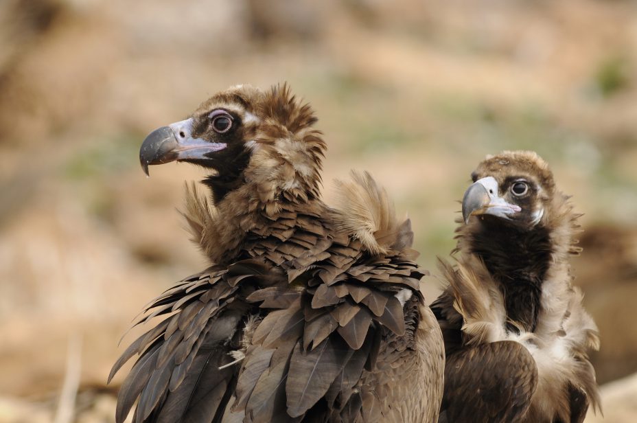 Cinereous-vultures-VCF_Bruno-Berthemy