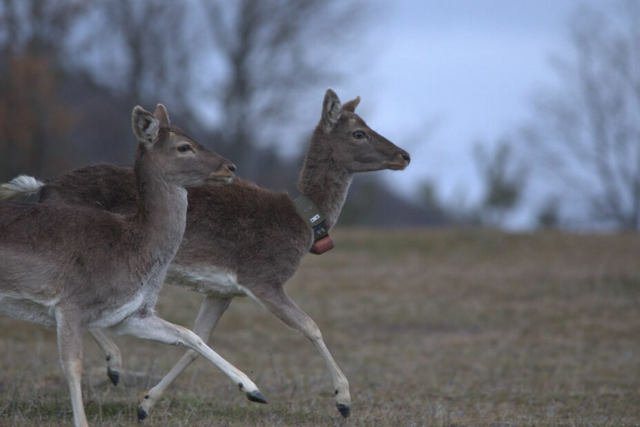 life re-vultures fallow-deer-stefan-avramov-