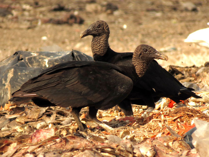 Research review: study finds no clear evidence that vultures