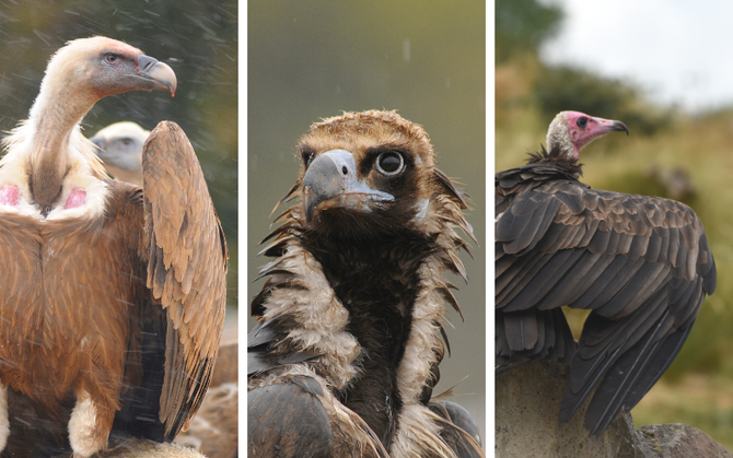 Gulper Ripper And Scrapper Anatomy Of The Neck In Three Species Of Vultures Vulture 0667