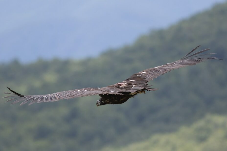 Vultures Back To LIFE - Vulture Conservation Foundation