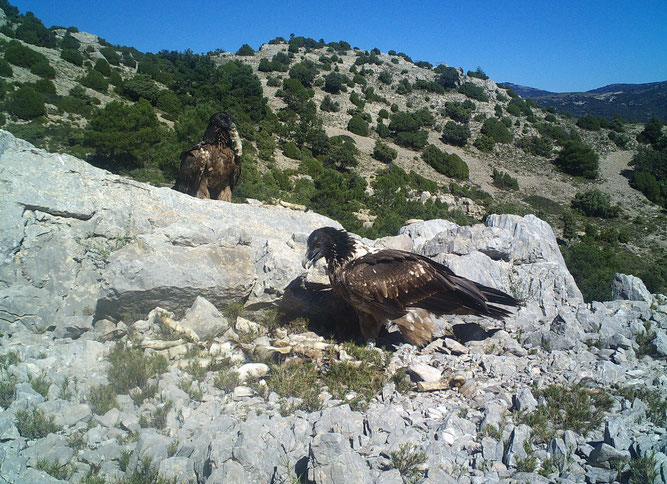 Bearded Vulture to Maestrazgo - Vulture Conservation Foundation