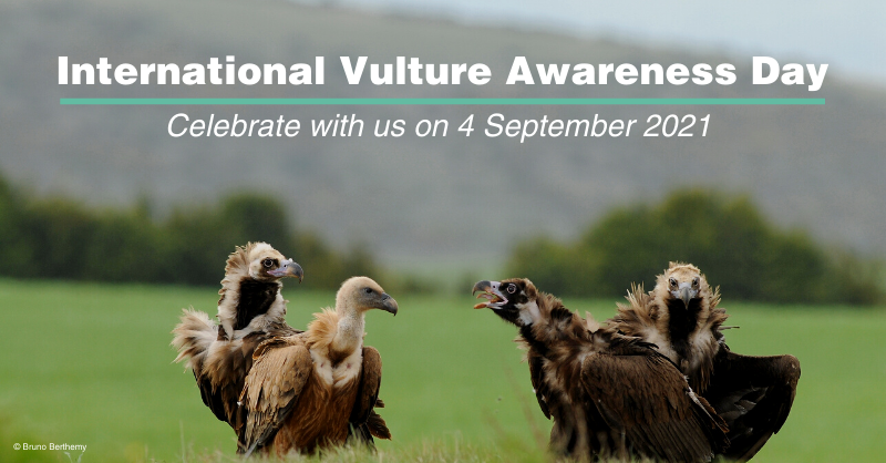 International Vulture Awareness Day