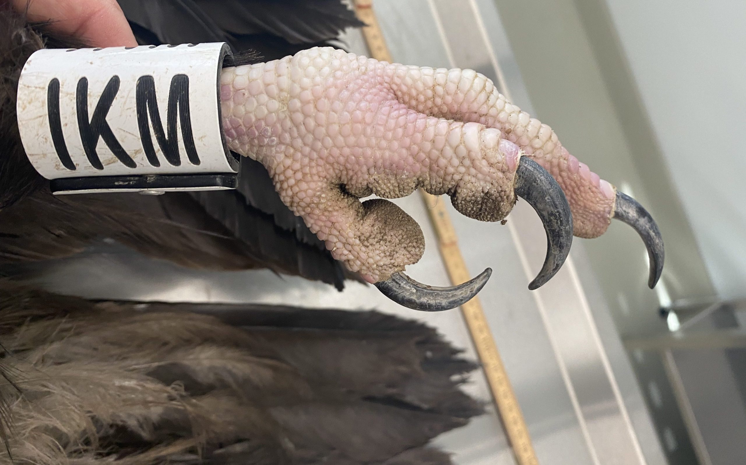 cinereous vulture ring verdon