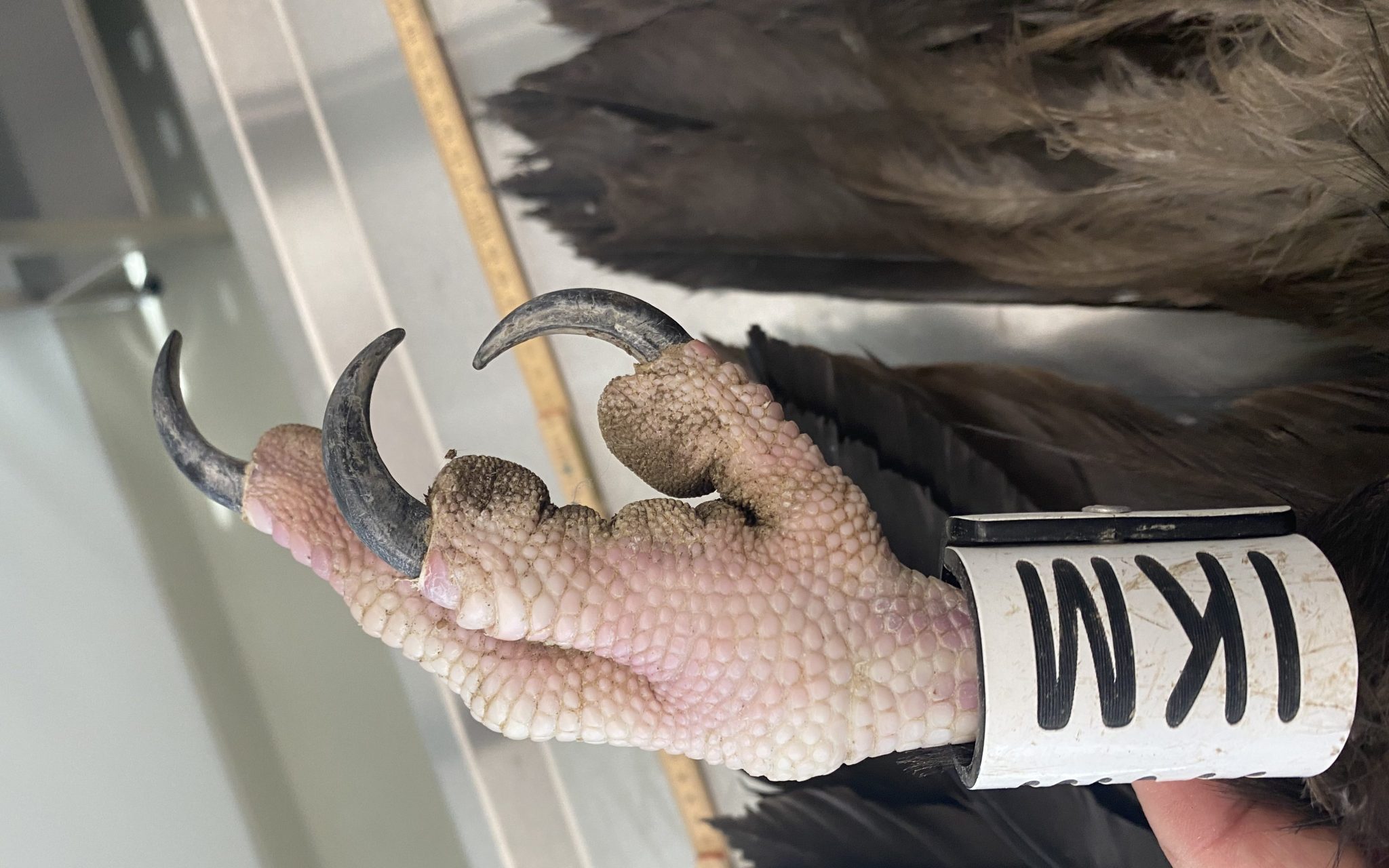 Mitigating threats and mortality causes for vultures in France