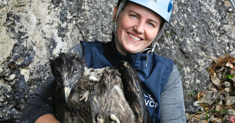 Bearded Vultures in Europe