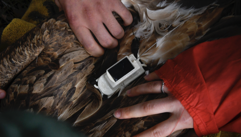 Griffon Vultures release in Sardinia_Mauro Sanna 2