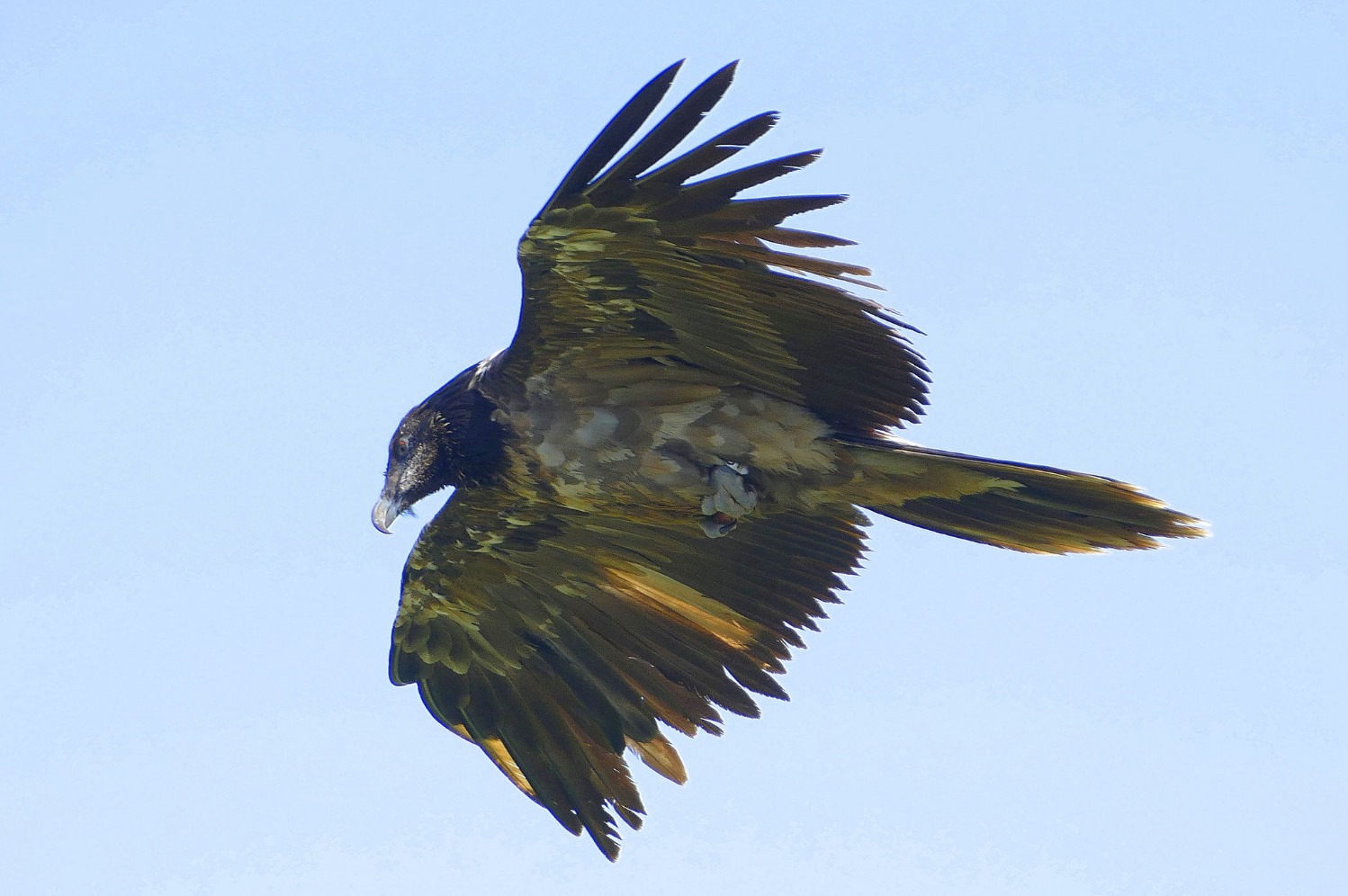 Bearded Vulture Amic photographed in flight in 2019_Alvaro Camiña