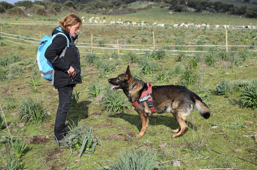 anti-poison dog unit sardinia_The efforts against wildlife poisoning in Sardinia expand to the whole island