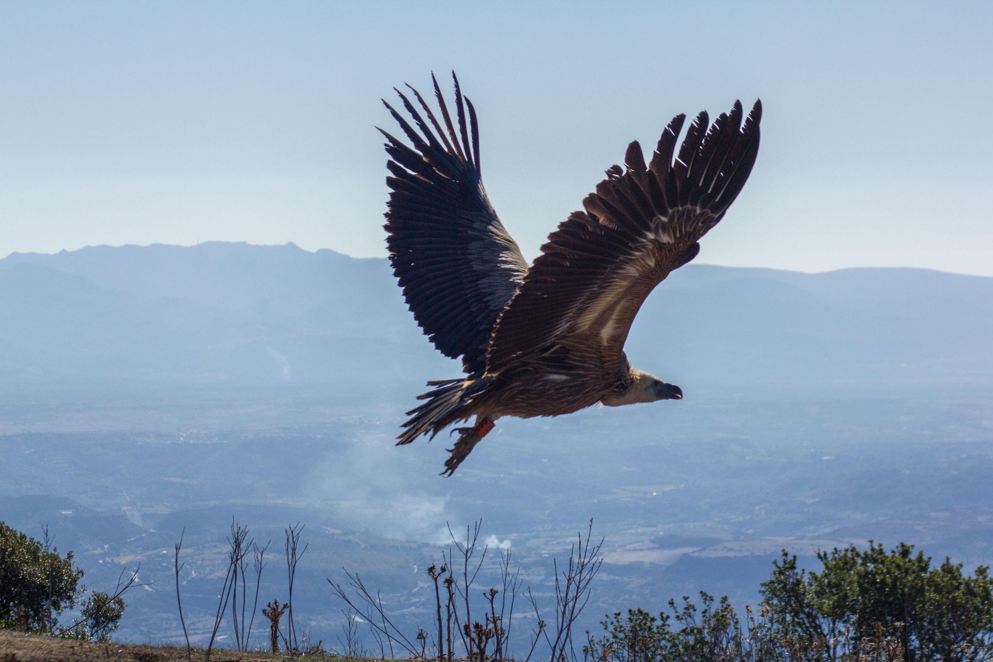 Griffon Vulture restocking in Sardinia_LIFE Under Griffon Wings