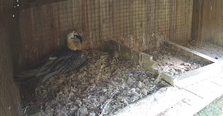 link card Keno incubating_Bearded Vulture captive breeding centre