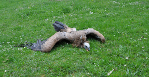 poisoned griffon vulture illustrative_VCF