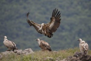 LIFE Citizens Prize_Griffon Vultures in the Eastern Rhodopes_Rewilding Europe Bogdan Boev