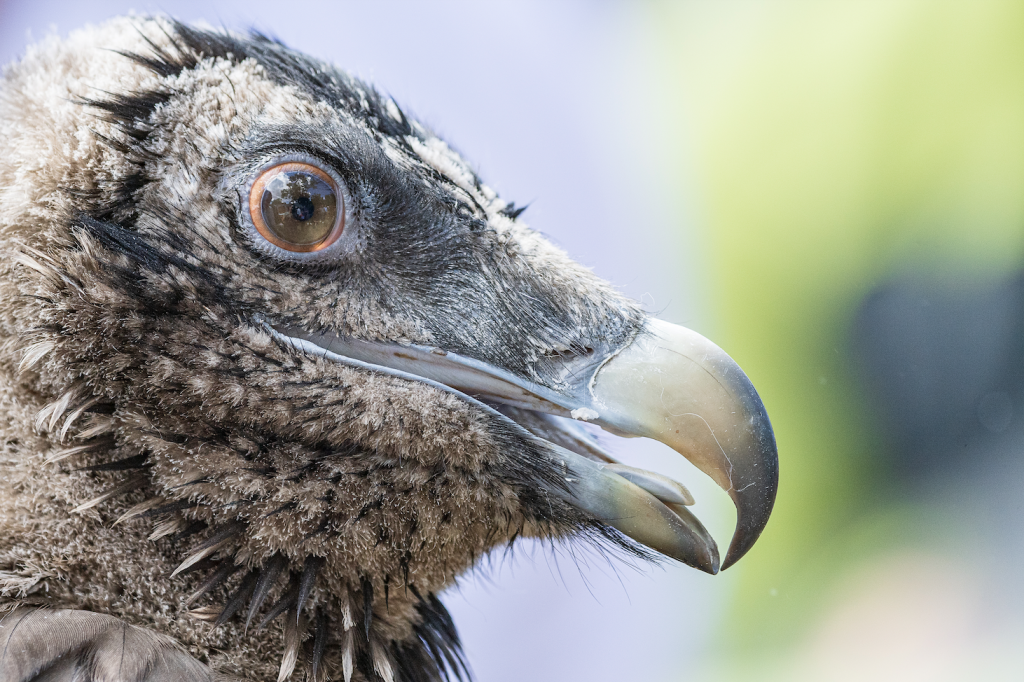 Releasing Bearded Vulture Sulana in Corsica