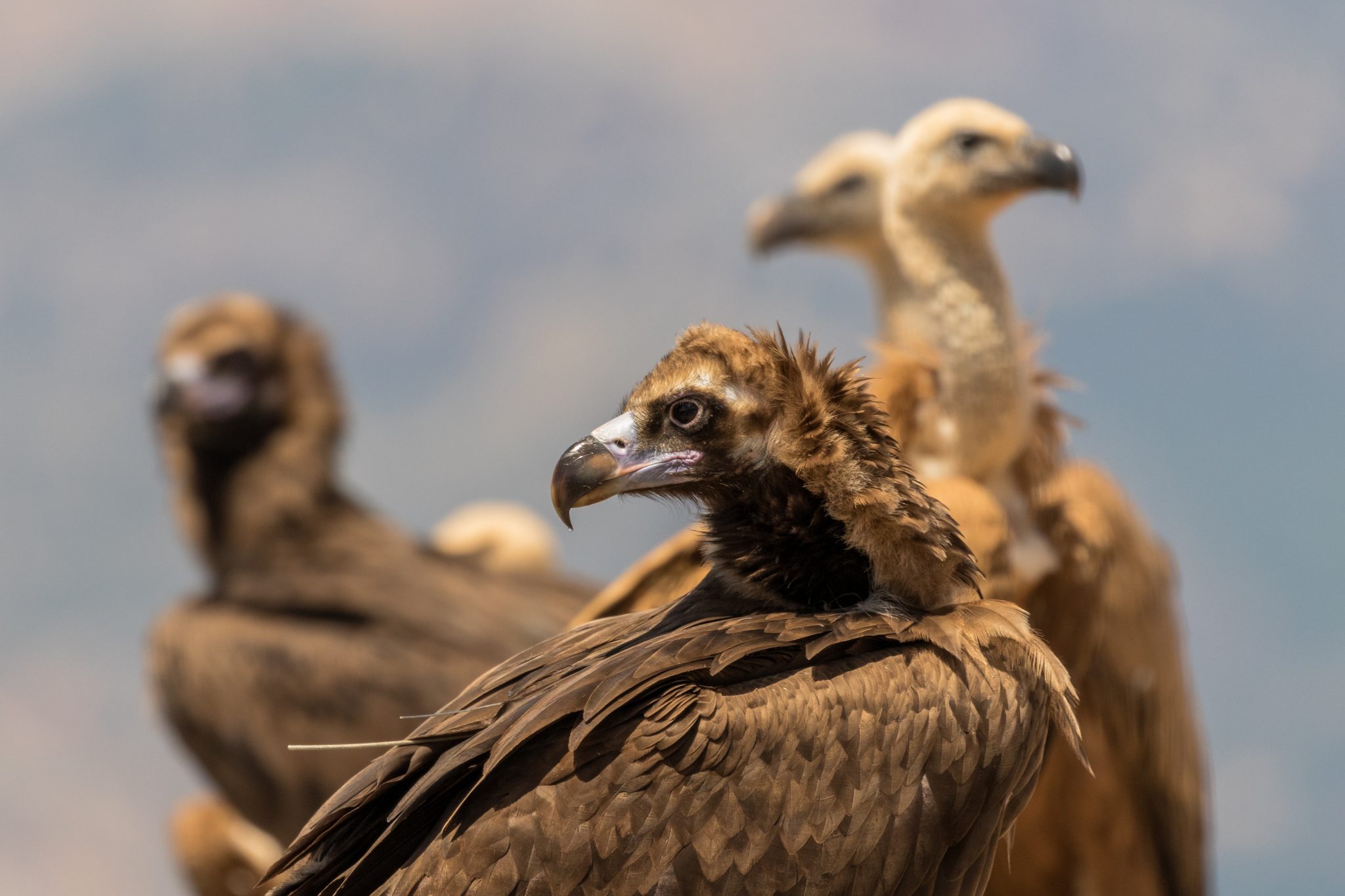 Cinereous Vultures and Griffon Vultures © Pilar Oliva