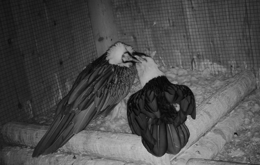 Joseph and M. Antoinette preening one another at night © VCF start of breeding season