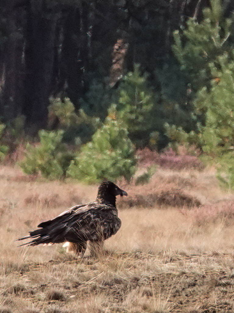 Bearded Vulture Eglazine in the Netherlands © Yvonne Smit