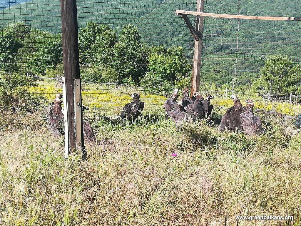 The acclimatisation aviary with the Cinereous Vultures in Bulgaria