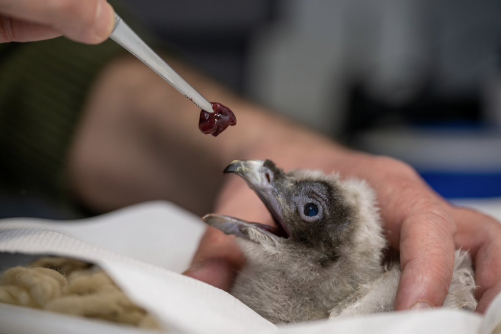 Feeding Bearded Vulture chick BG1184 at Guadalentín © Hansruedi Weyrich