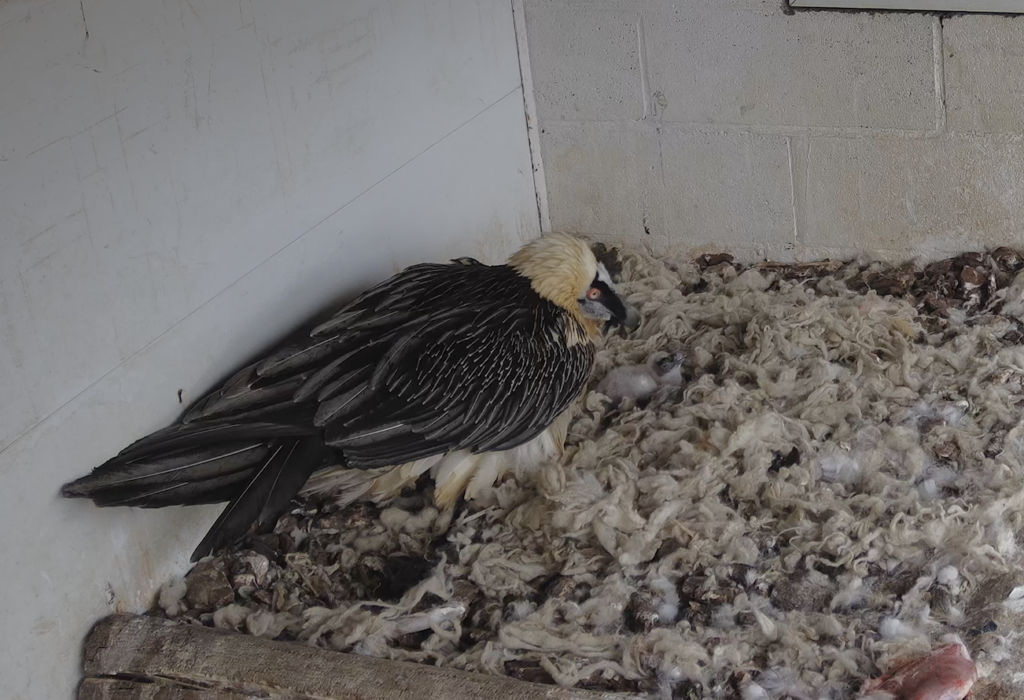 Kajazo helping the chick regulate its temperature © Vulture Conservation Foundation