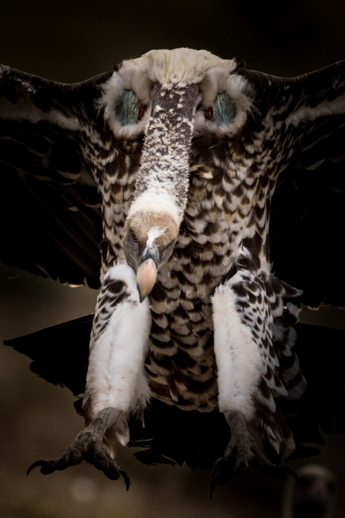 The first Hooded Vulture ringed in Morocco is visiting Spain - Vulture ...