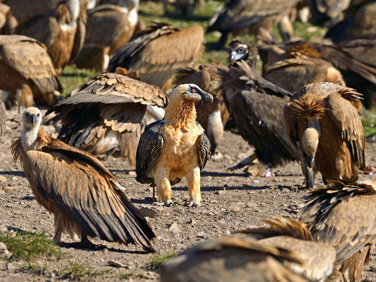 Bearded, Cinereous and Griffon Vultures in Spain © Hansruedi Weyrich