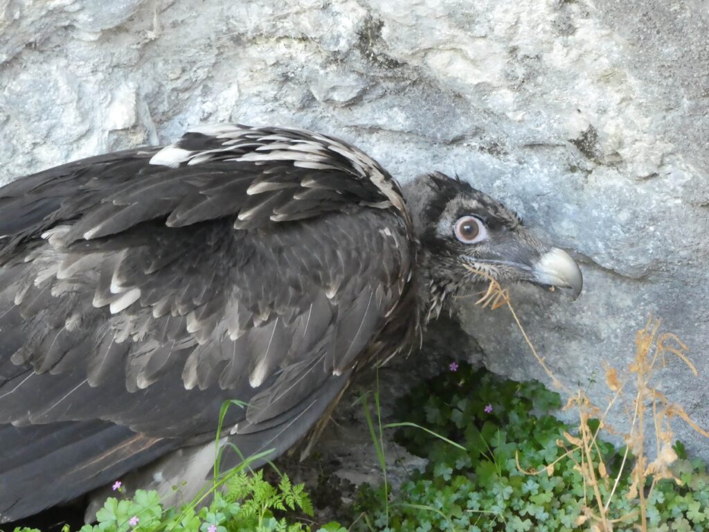 bearded vulture released in france, life gypact