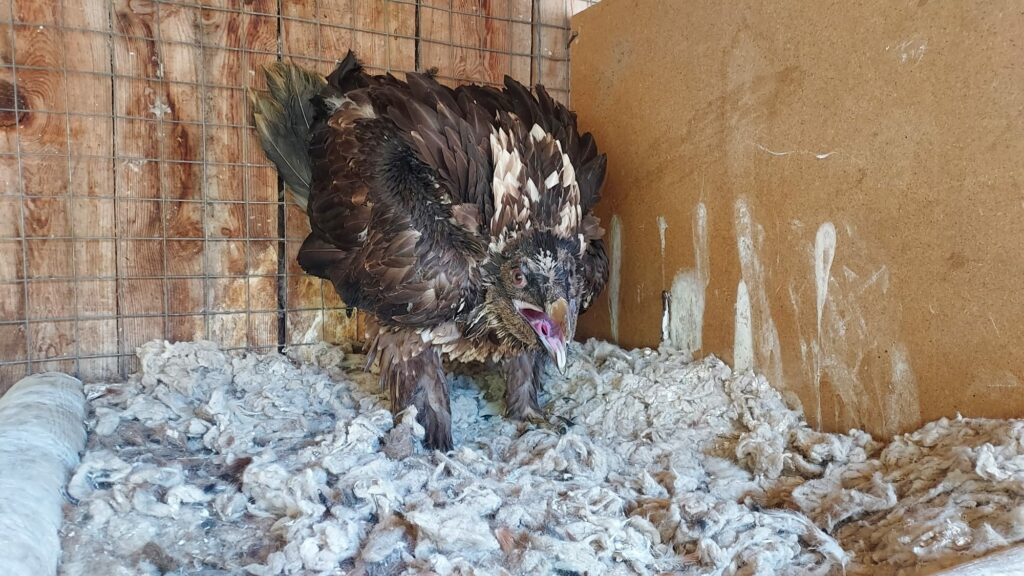 Bearded Vulture