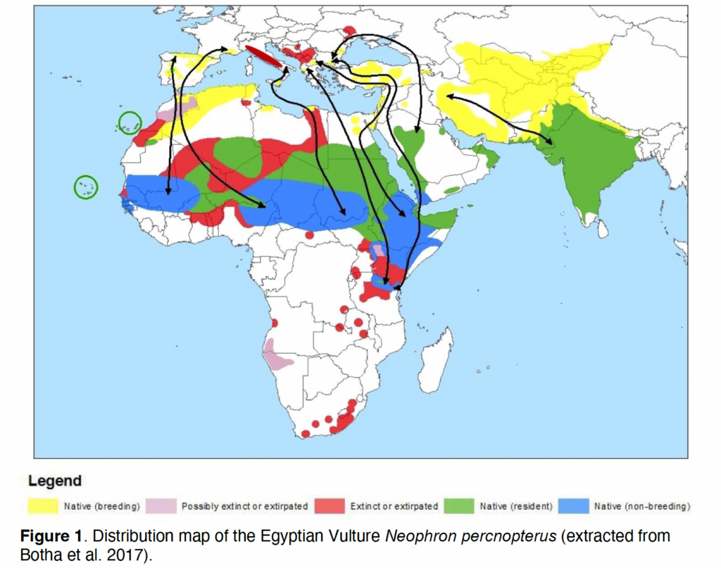 The migration routes of Egyptian Vultures in Europe and Asia, included in the 2022 Report Population estimates for the Five European Vulture species