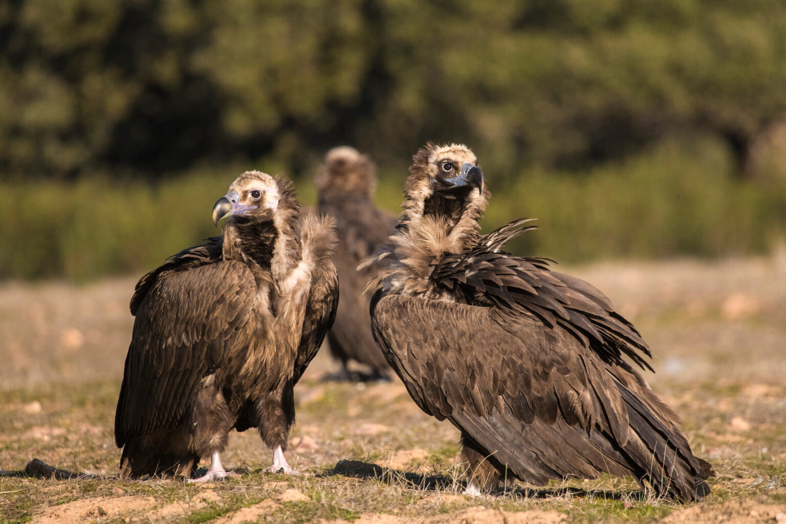 How much does a windfarm cost to vultures? - Vulture Conservation ...